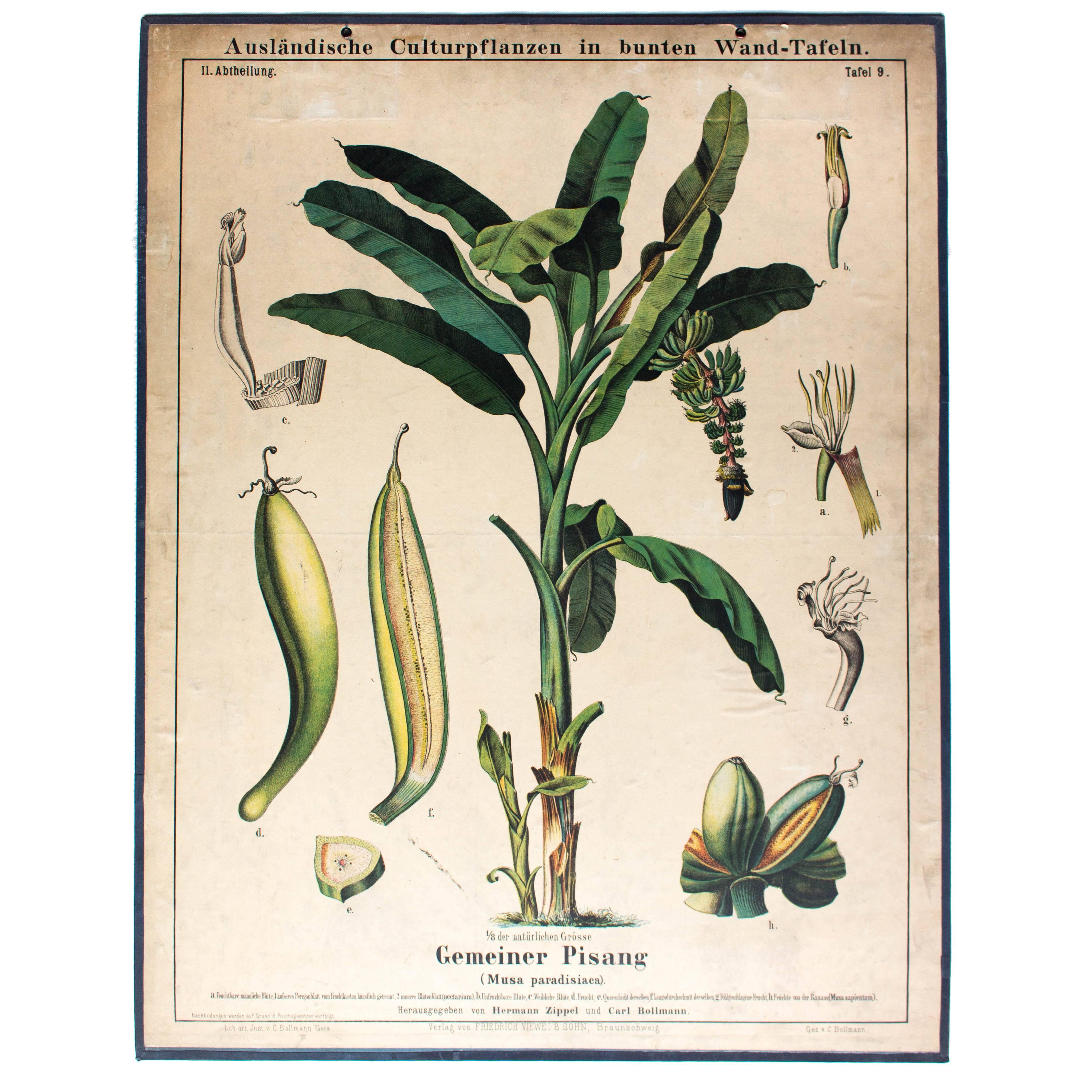 Antique Wall Chart Gemeinsame Pisang Von Zippel Und Bollmann, 1877 For Sale