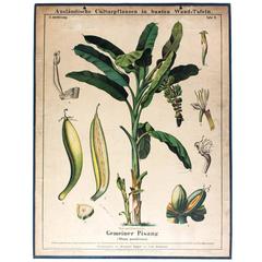 Antique Wall Chart Gemeinsame Pisang Von Zippel Und Bollmann, 1877