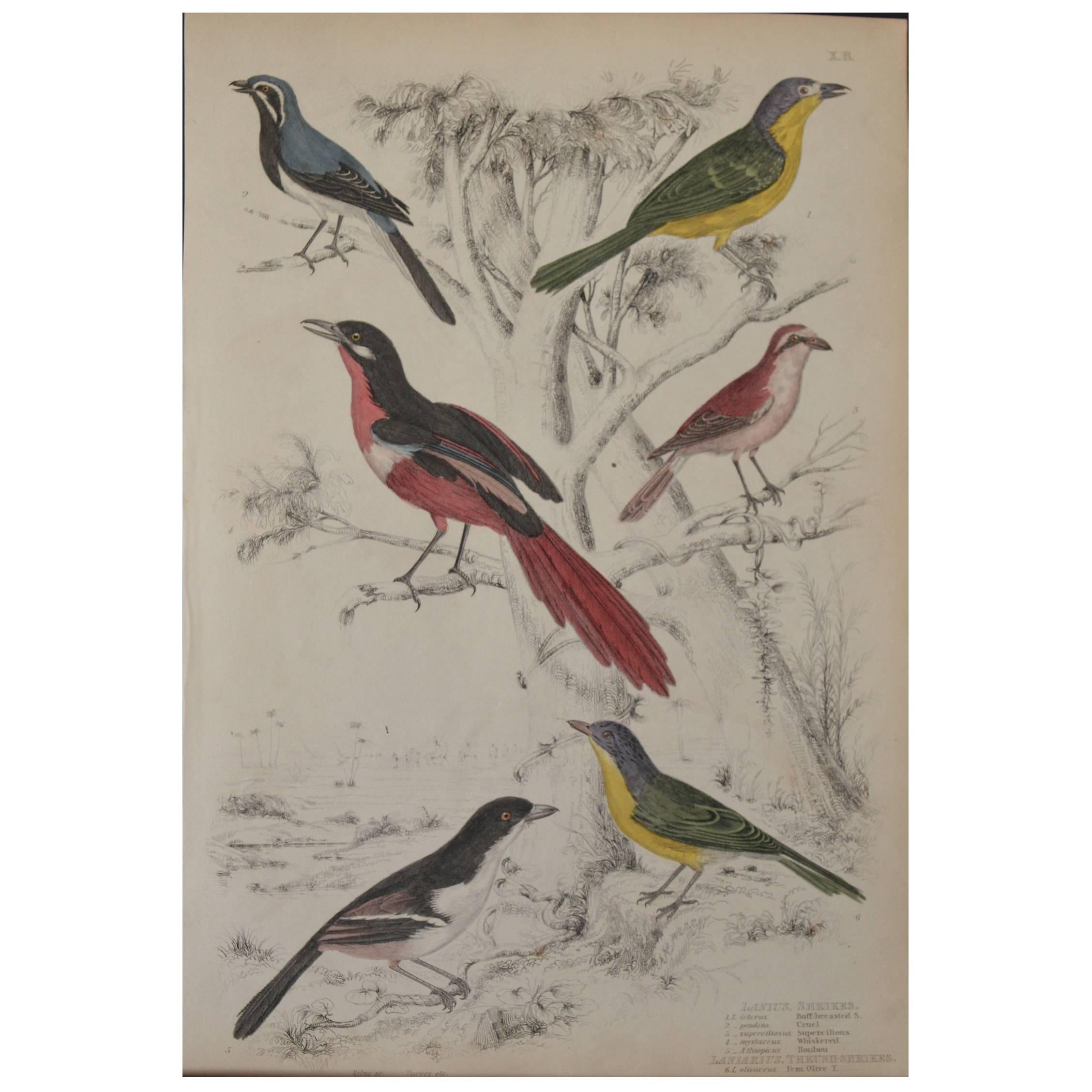 Original Antique Print of Exotic Birds "Shrikes", circa 1830, Folio