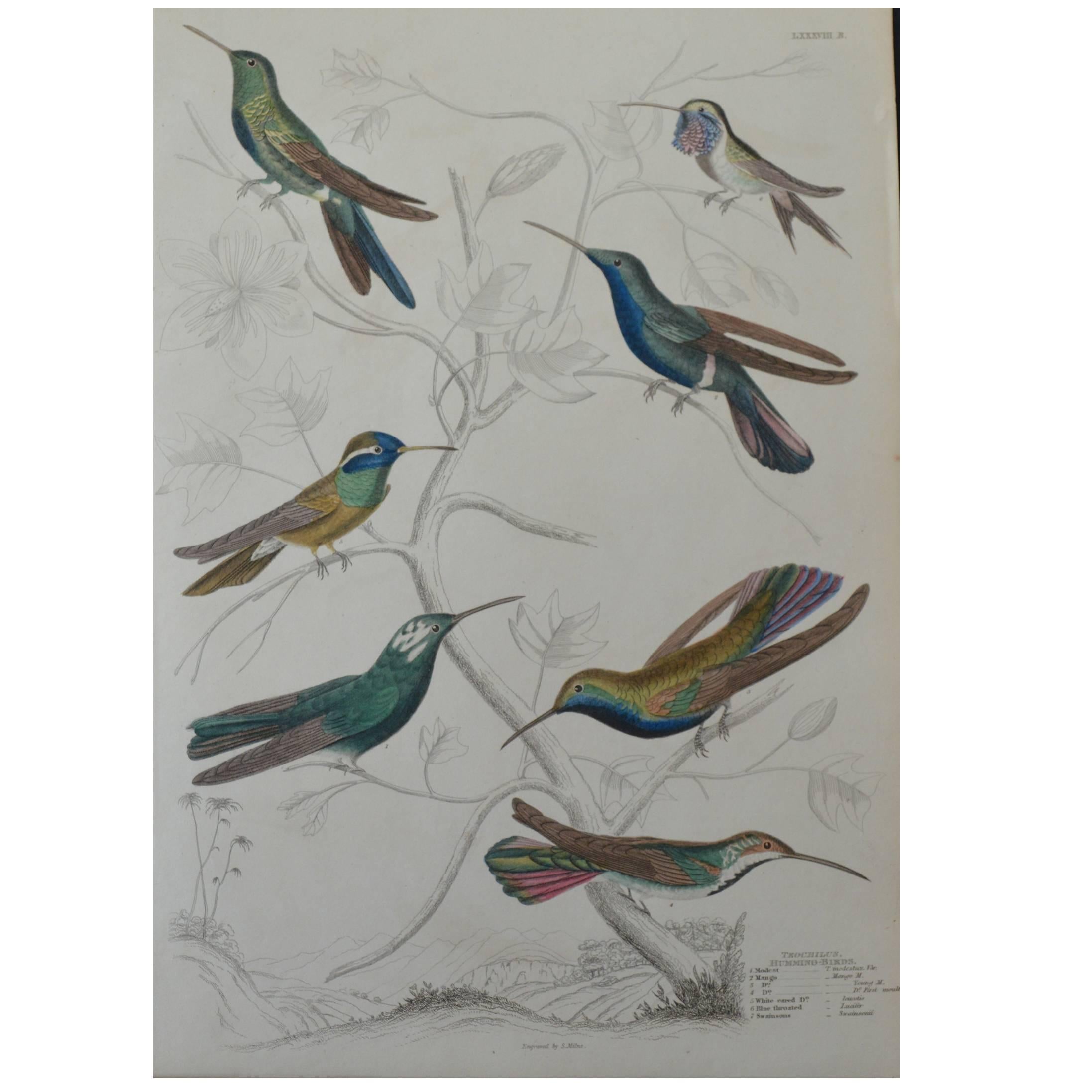 Original Antique Print of Exotic Birds (Hummingbirds) Folio, circa 1830