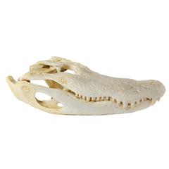 Vintage Natural Alligator Skull