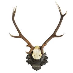 Early Austrian Deer Mount on Black Forest Board