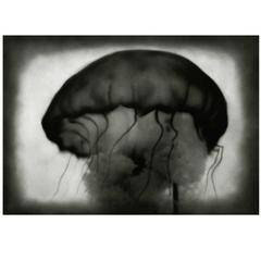 Rocky Schenck Toned Silver Gelatin Photographic Print "Jellyfish"