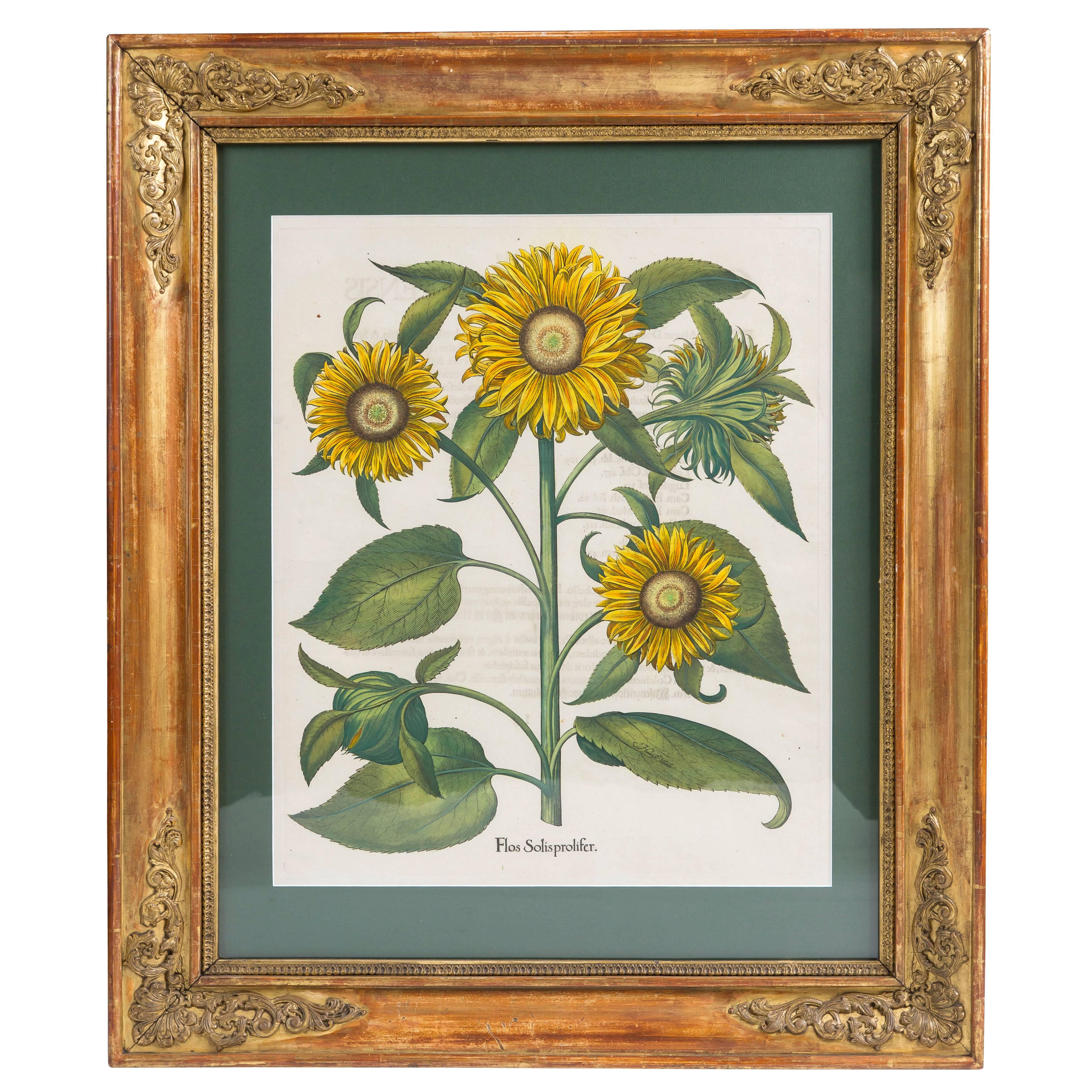 Bazillus Besler 1613, Sunflowers Original Copper Engraving