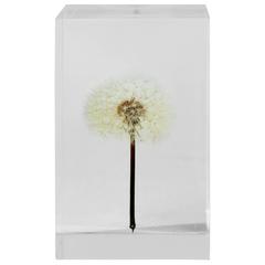 Tampopo Dandelion Acrylic Object Takao Inoue Kuramata