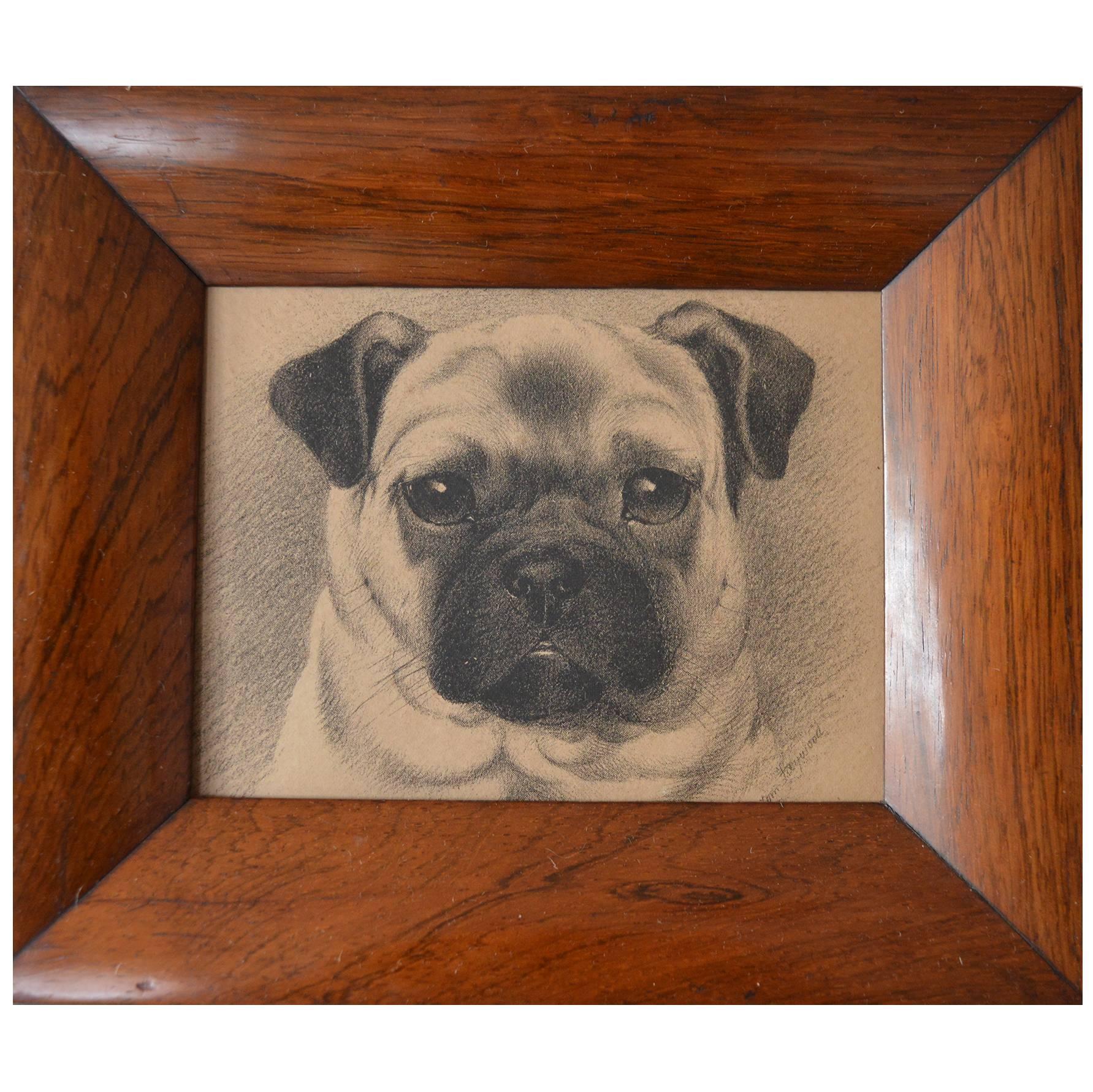 Original Antique Print of a Pug Dog, circa 1880