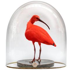Fine Taxidermy Scarlet Ibis by Sinke & Van Tongeren