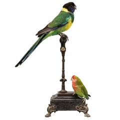 Fine Taxidermy Port Lincoln Parrot and Lovebird by Sinke & Van Tongeren