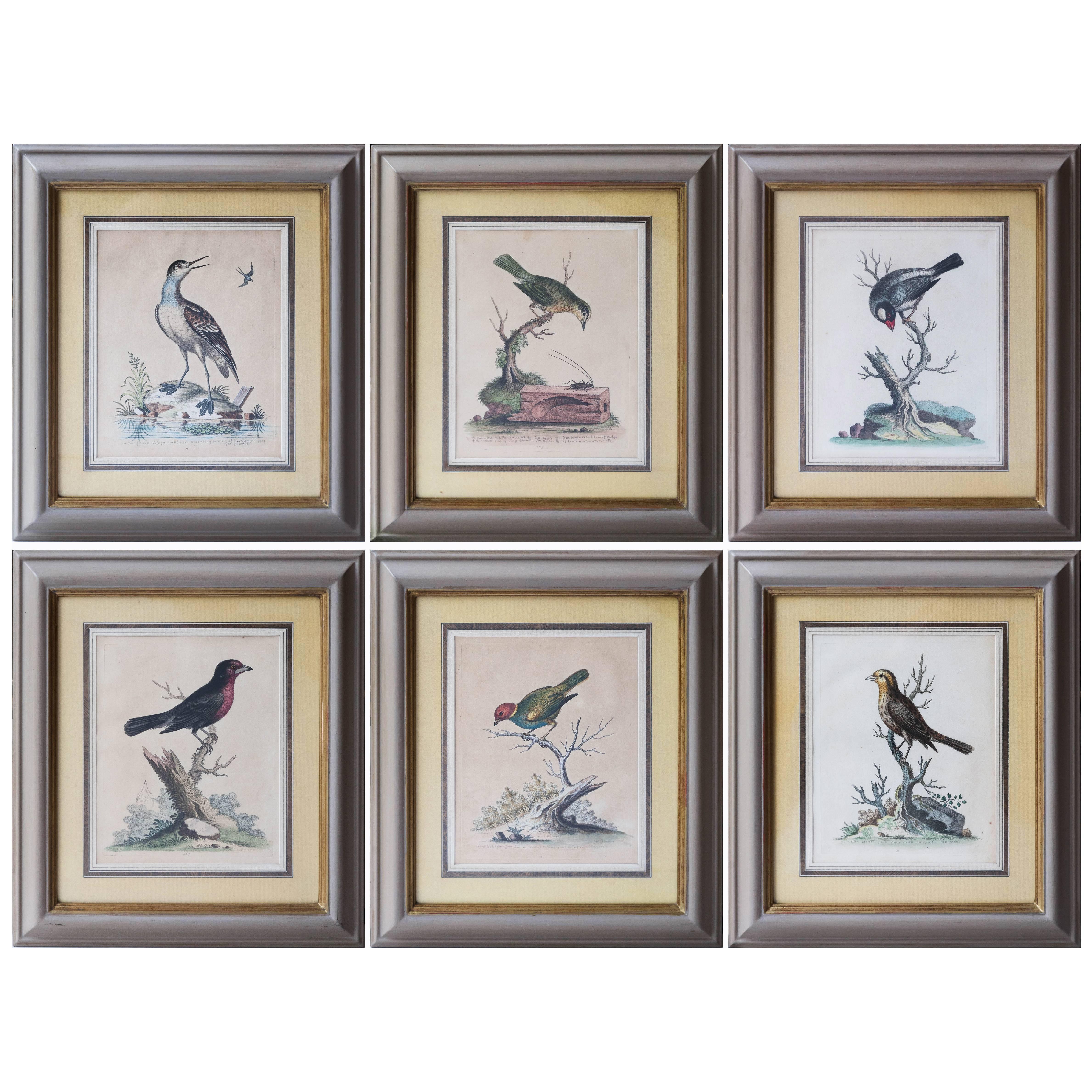 Six Framed English 18th Century Bird Prints After George Edwards, Published 1740