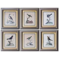 Six Framed English 18th Century Bird Prints After George Edwards, Published 1740