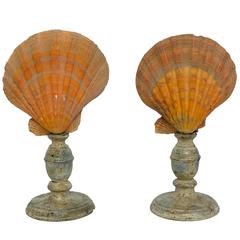 Wunderkammer Natural Specimen Pair of Mediterranean Shells by Nodipecten Nodosus
