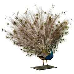 Stuffed and Mounted Male Indian Blue Peacock, 20th Century