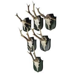 Six Great Black Forest Deer Trophies from Palace Salem Six Great Black Forest Deer Trophies from Palace Salem