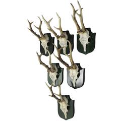 Six Great Deer Trophies from Palace Salem, Germany