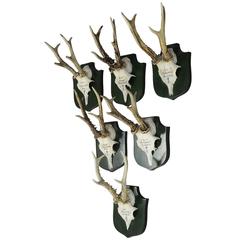 Six Deer Trophies from Palace Salem, Germany