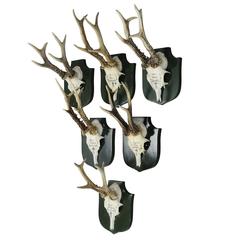 Six Deer Trophies on Plaques from Palace Salem, Germany Six Deer Trophies on Plaques from Palace Salem, Germany