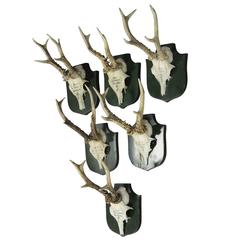 Six Deer Trophies from Palace Salem, Germany