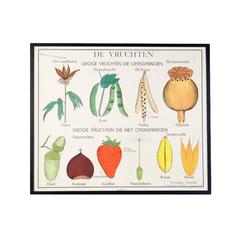 Framed Vintage Flemish School Chart of Seeds