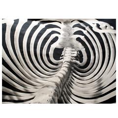 Monumental B&W Andreas Feininger Photograph of Gorilla Rib Cage, 1951