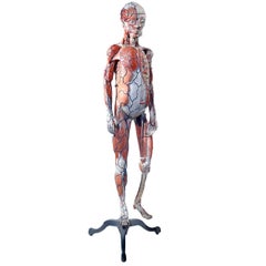 Antique Rare 1800s Dr. Auzoux Anatomical Model