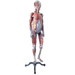 Rare 1800s Dr. Auzoux Anatomical Model 10