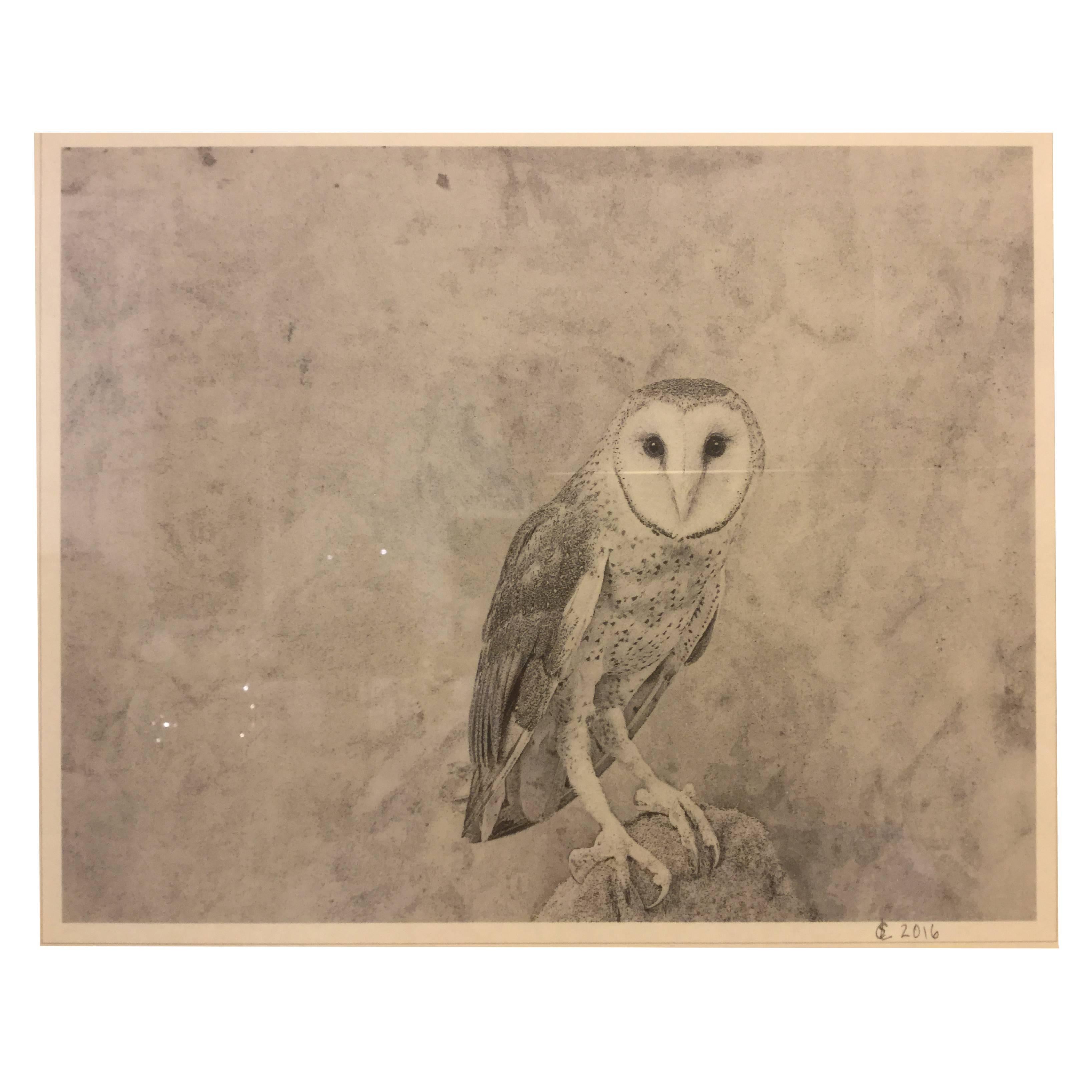 Framed Photograph / Print of an Owl