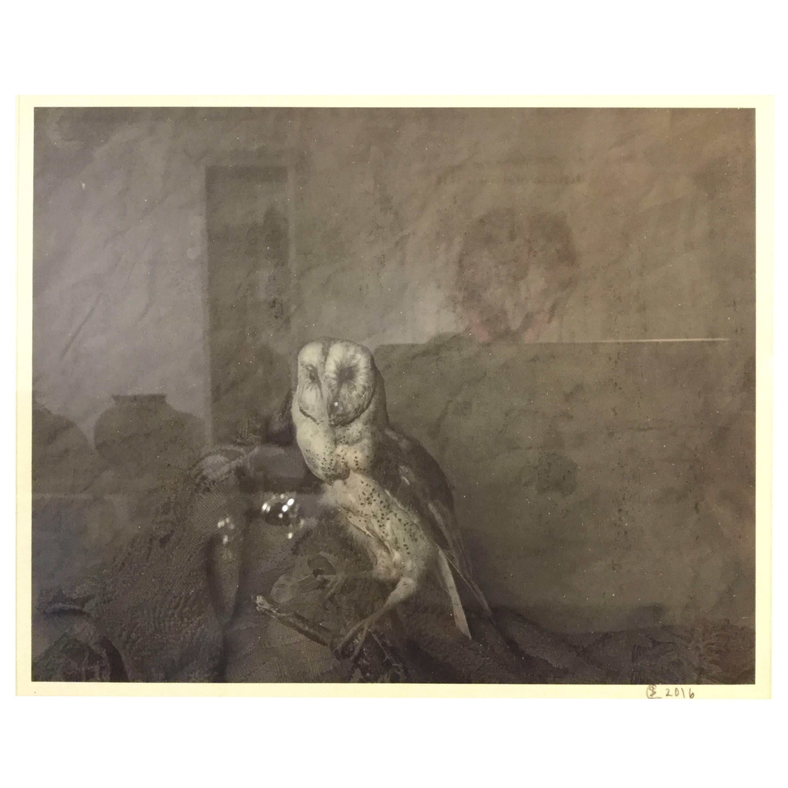 Photograph of a Barn Owl For Sale