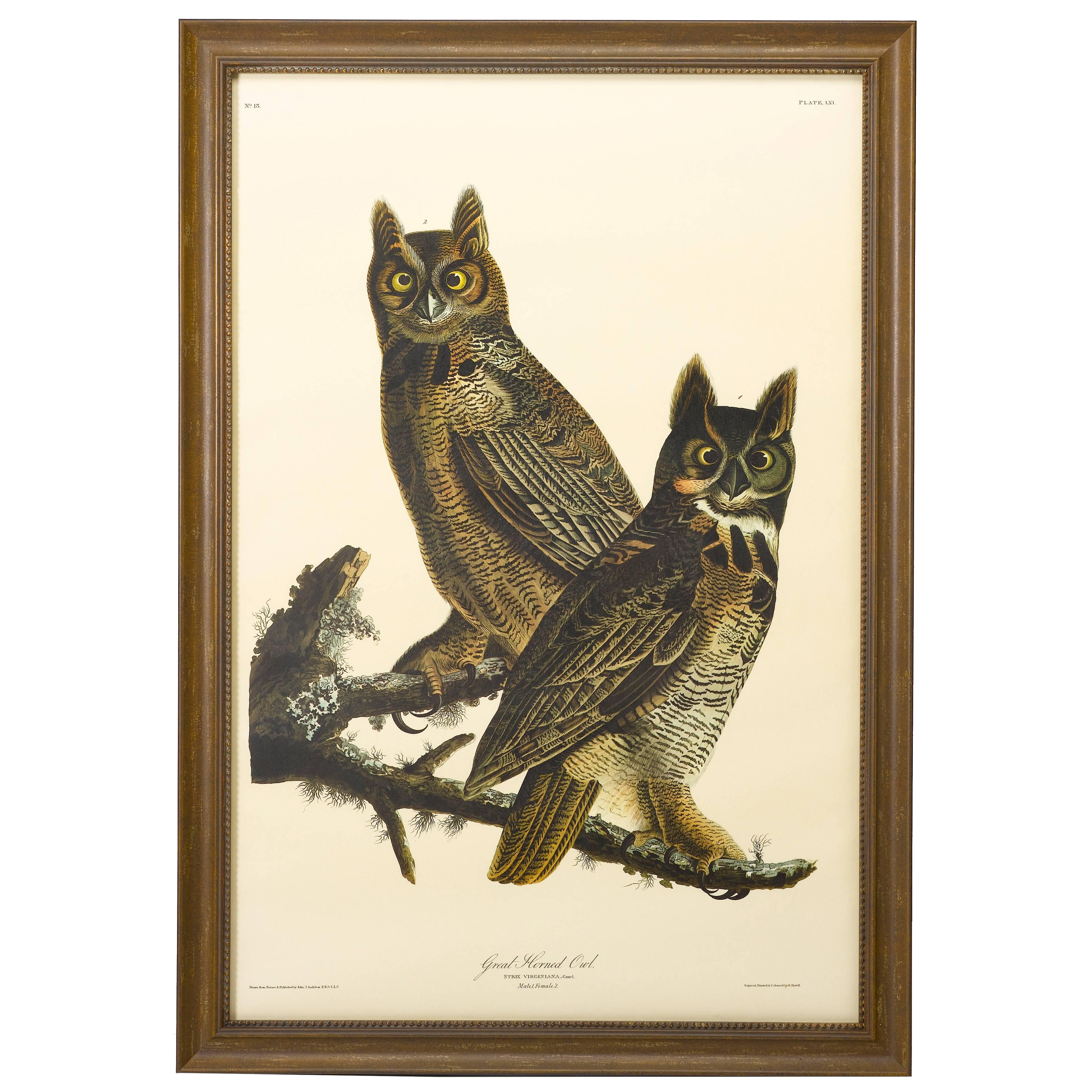 Great Horned Owl, Plate 61, Amsterdam Audubon Edition