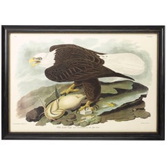 “White-Headed Eagle, " Amsterdam Audubon Edition, Plate 31, Print