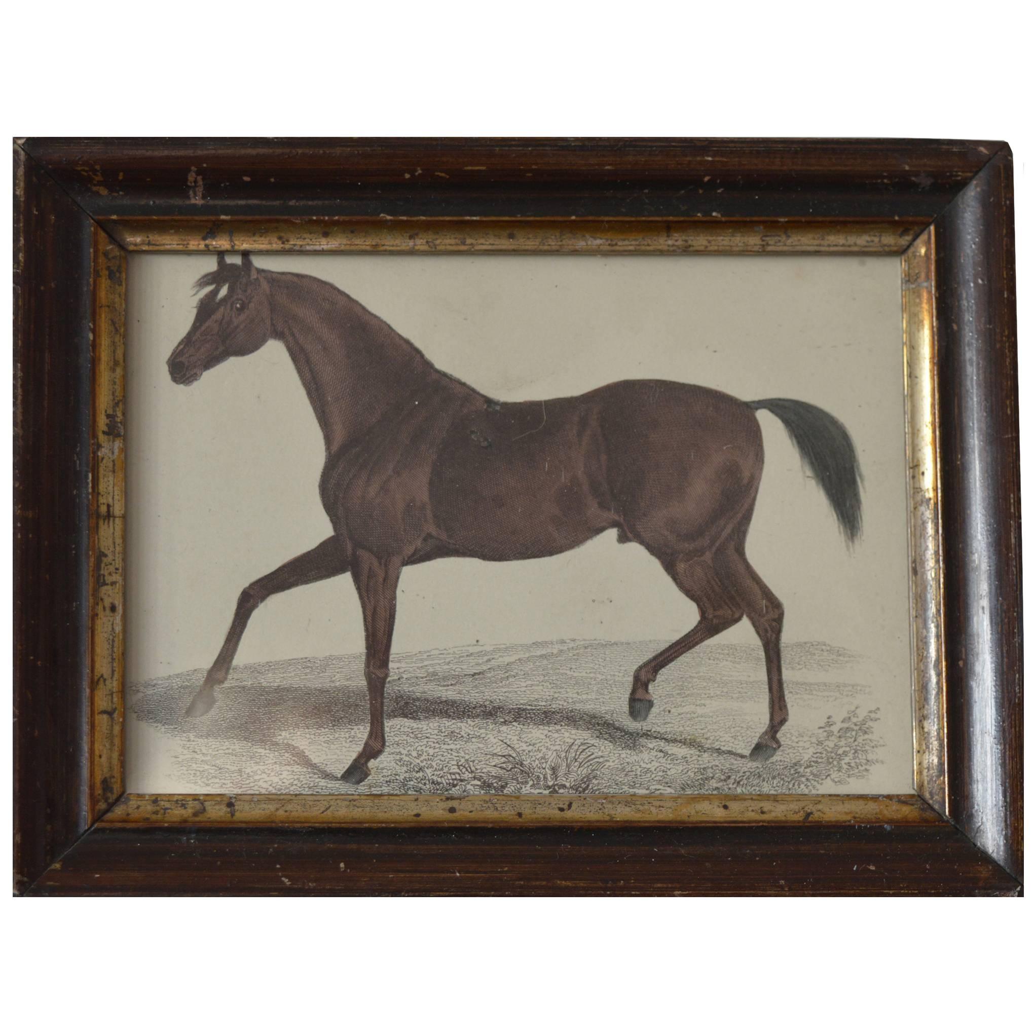 Original Antique Print of a Horse ( Chestnut ) circa 1850