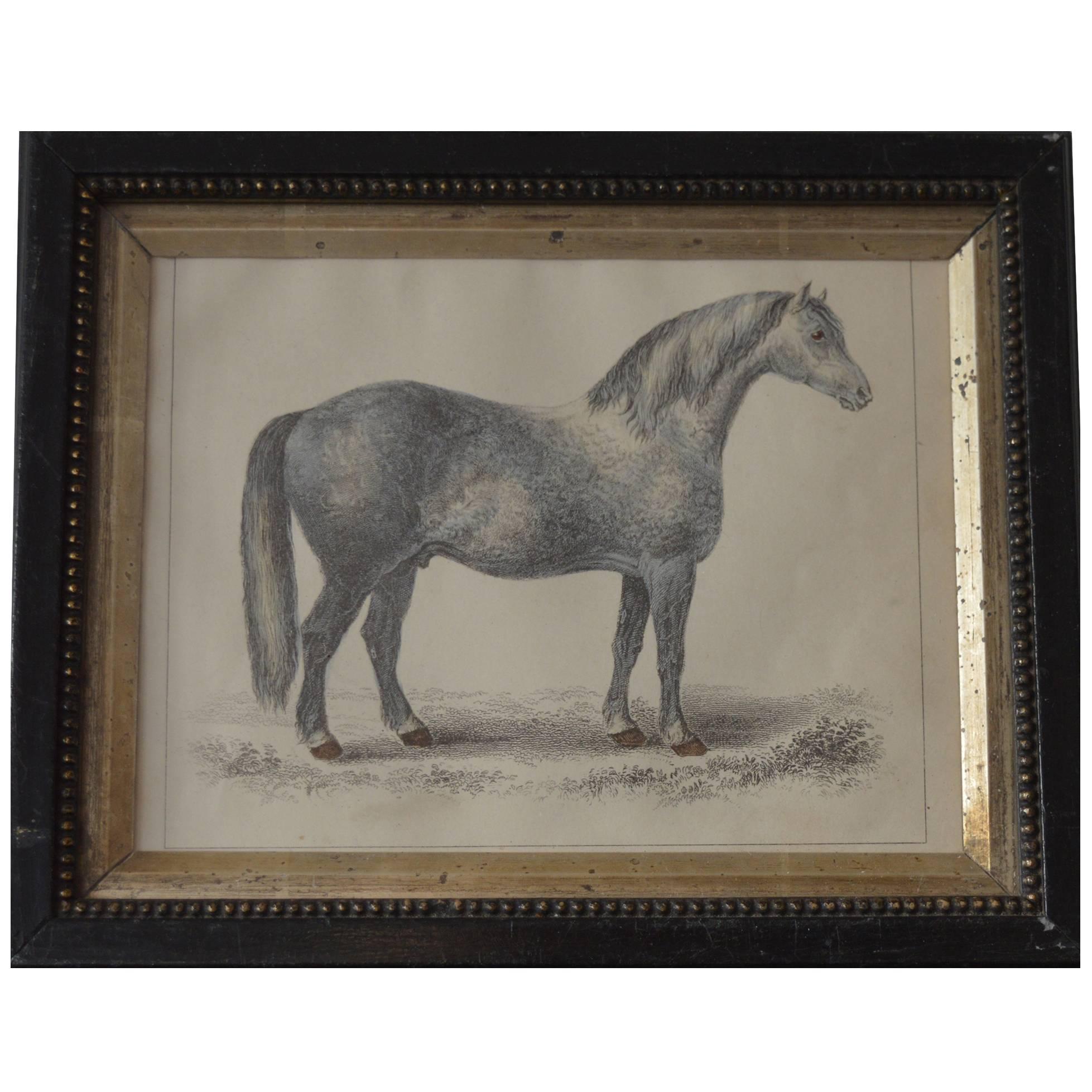 Original Antique Print of a Horse (Grey) circa 1850