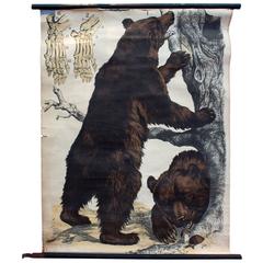 Brown Bear, Engleders Wall Charts, Lithograph by J. F. Schreiber, 1893