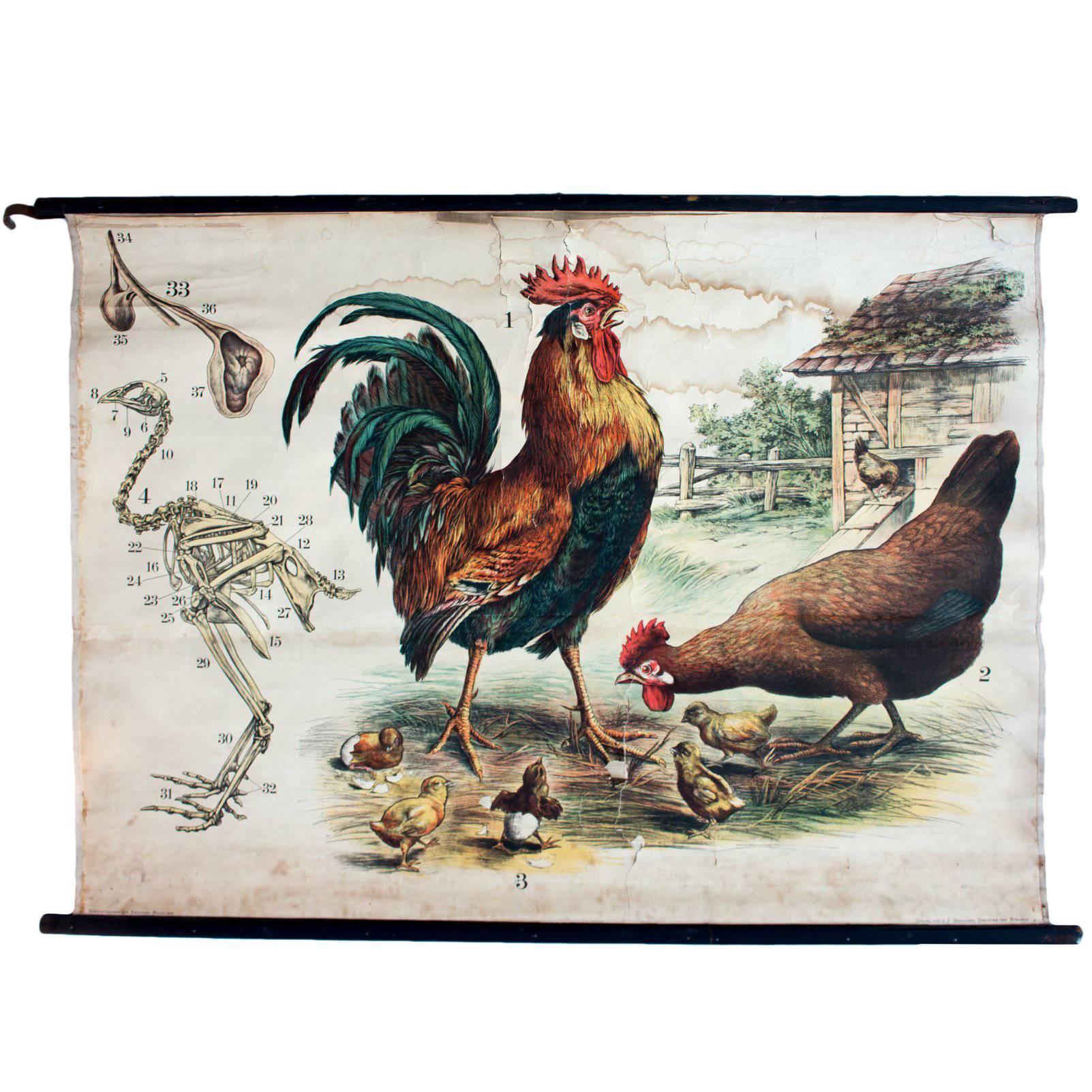 Chicken, Engleders Wall Charts, Lithograph by J. F. Schreiber, 1893