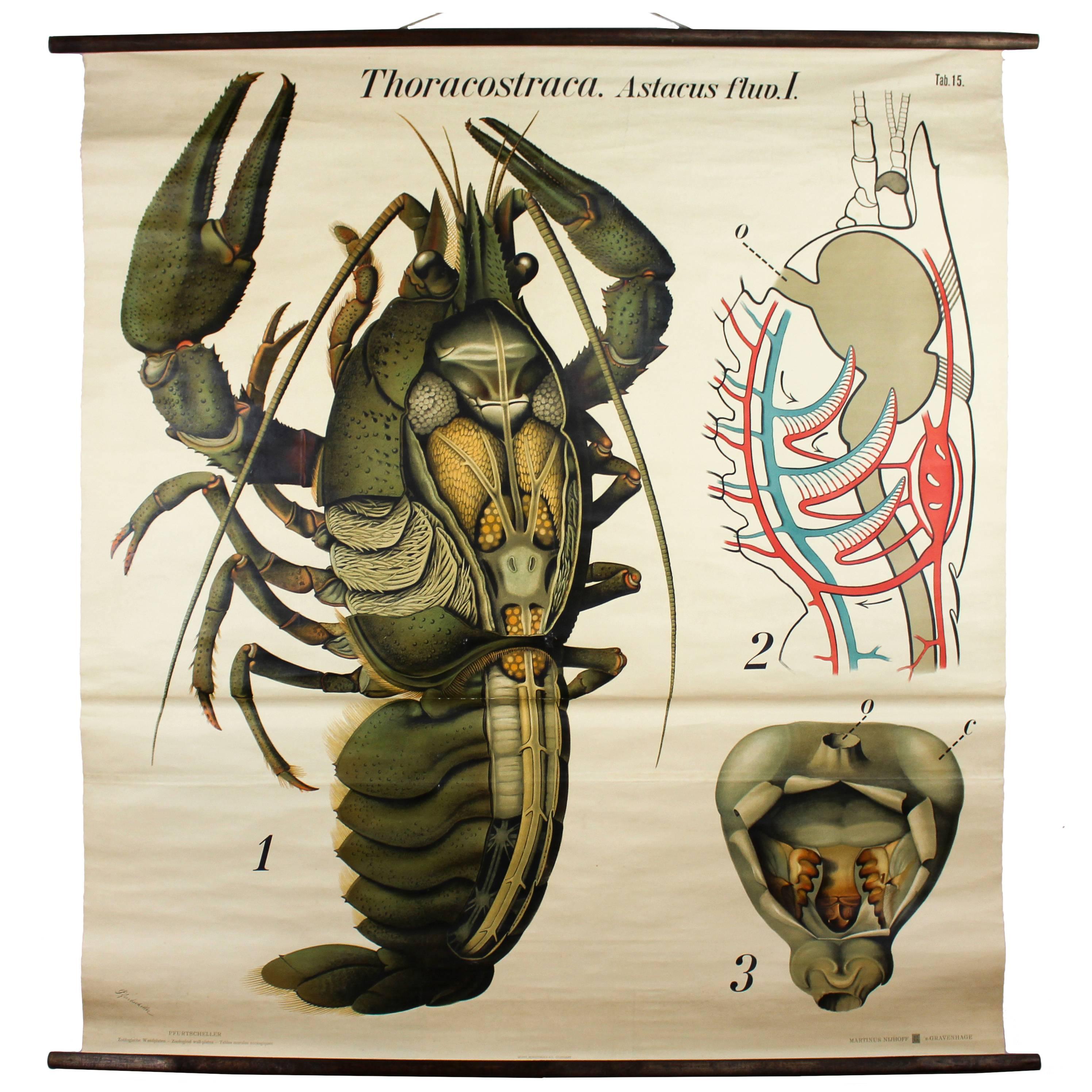Early 20th Century Paul Pfurtscheller Zoological Wall Chart, Crustacean, 1929 For Sale