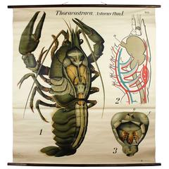 Early 20th Century Paul Pfurtscheller Zoological Wall Chart, Crustacean, 1929