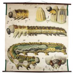 Antique Early 20th Century Paul Pfurtscheller Zoological Wall Chart, Caterpillar, 1908