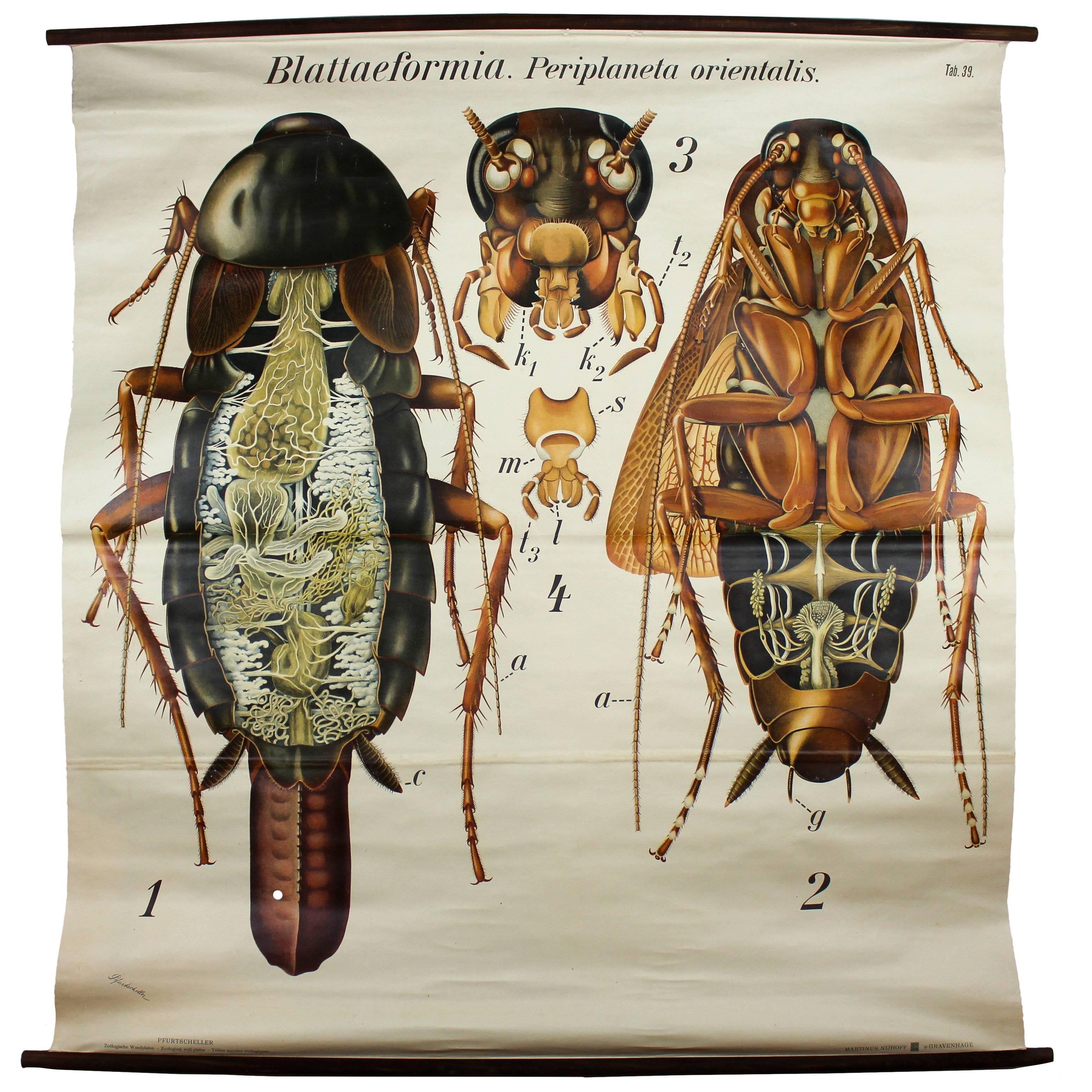 Cockroach Wall Chart by Paul Pfurtscheller, 1920s For Sale