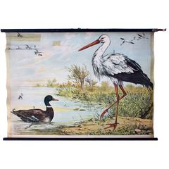 Stork, Engleders Wall Charts, Lithograph by J. F. Schreiber, 1893 7