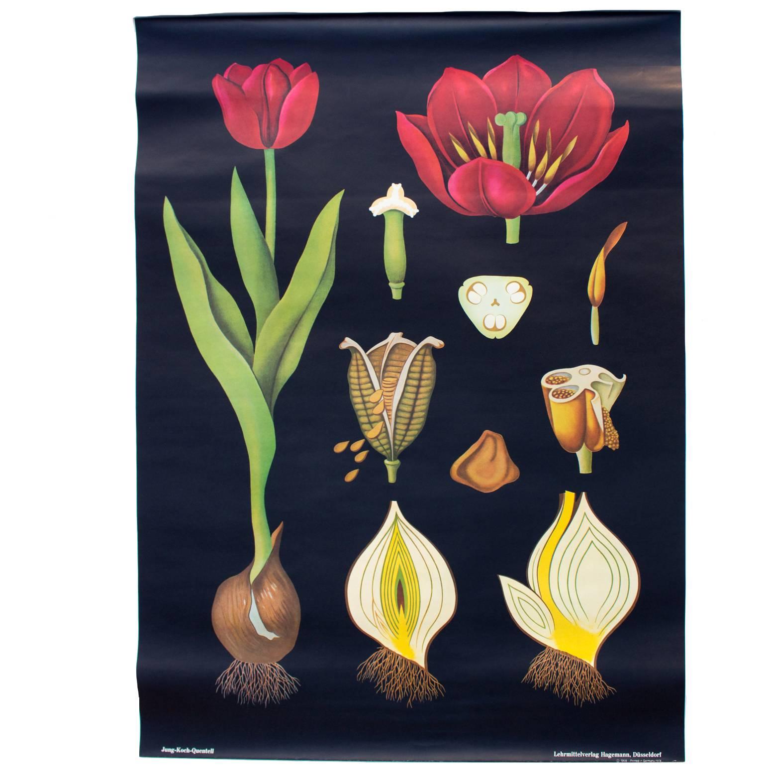 Vintage Wall Chart, Tulip from Jung-Koch-Quentell, 1974 For Sale