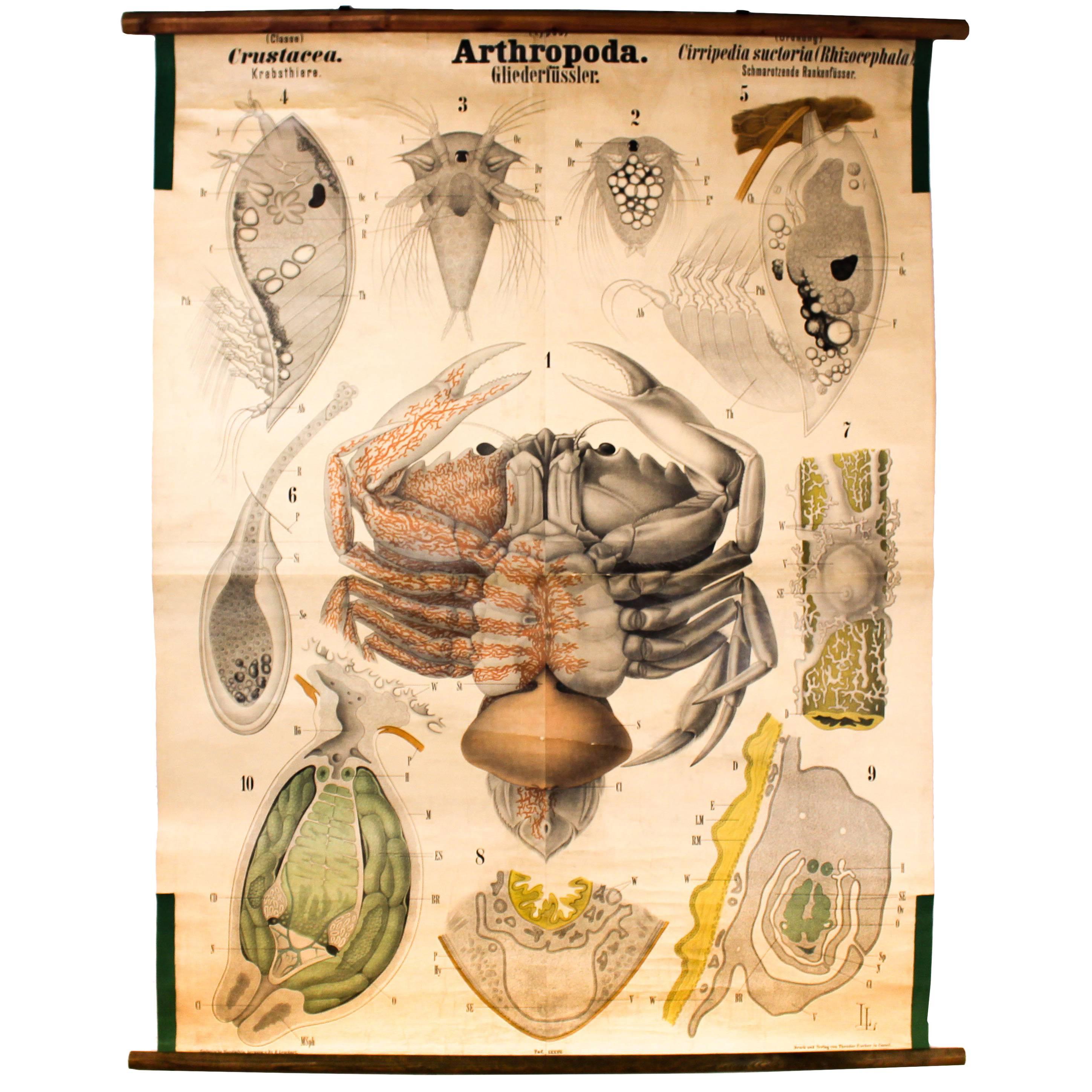 Rare Antique Wall Chart, Crawfish by Rudolf Leuckart, 1885 For Sale