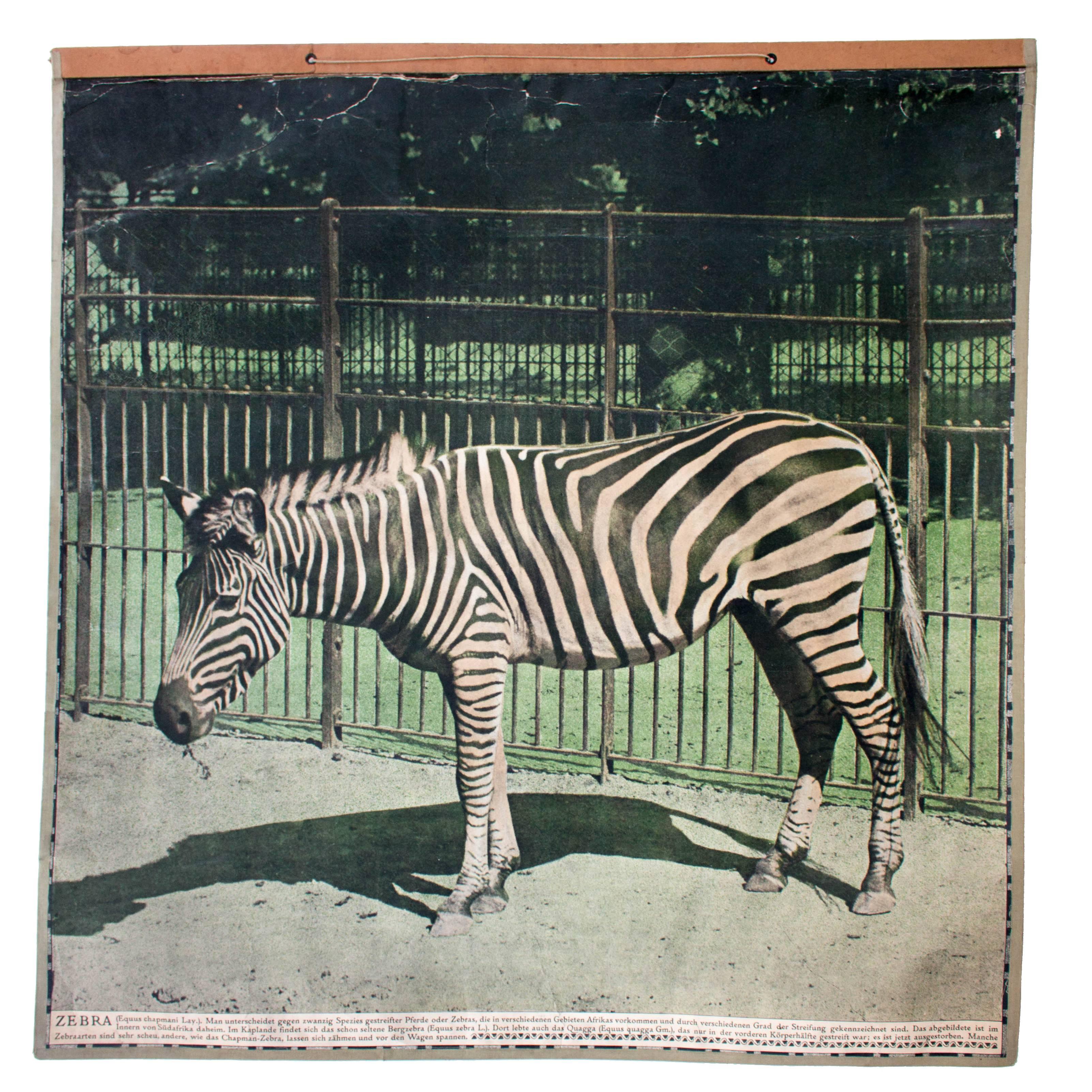 Vintage Wall Chart Zebra, 1916 For Sale