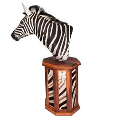 Elegant African Large Taxidermy Burchell Zebra on Stand