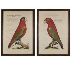 Retro Striking Pair of Framed Very Large Scale Engravings After J. Frisch