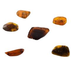 Six Amber Brooches in Different Sizes, Milk Amber and Darker Amber
