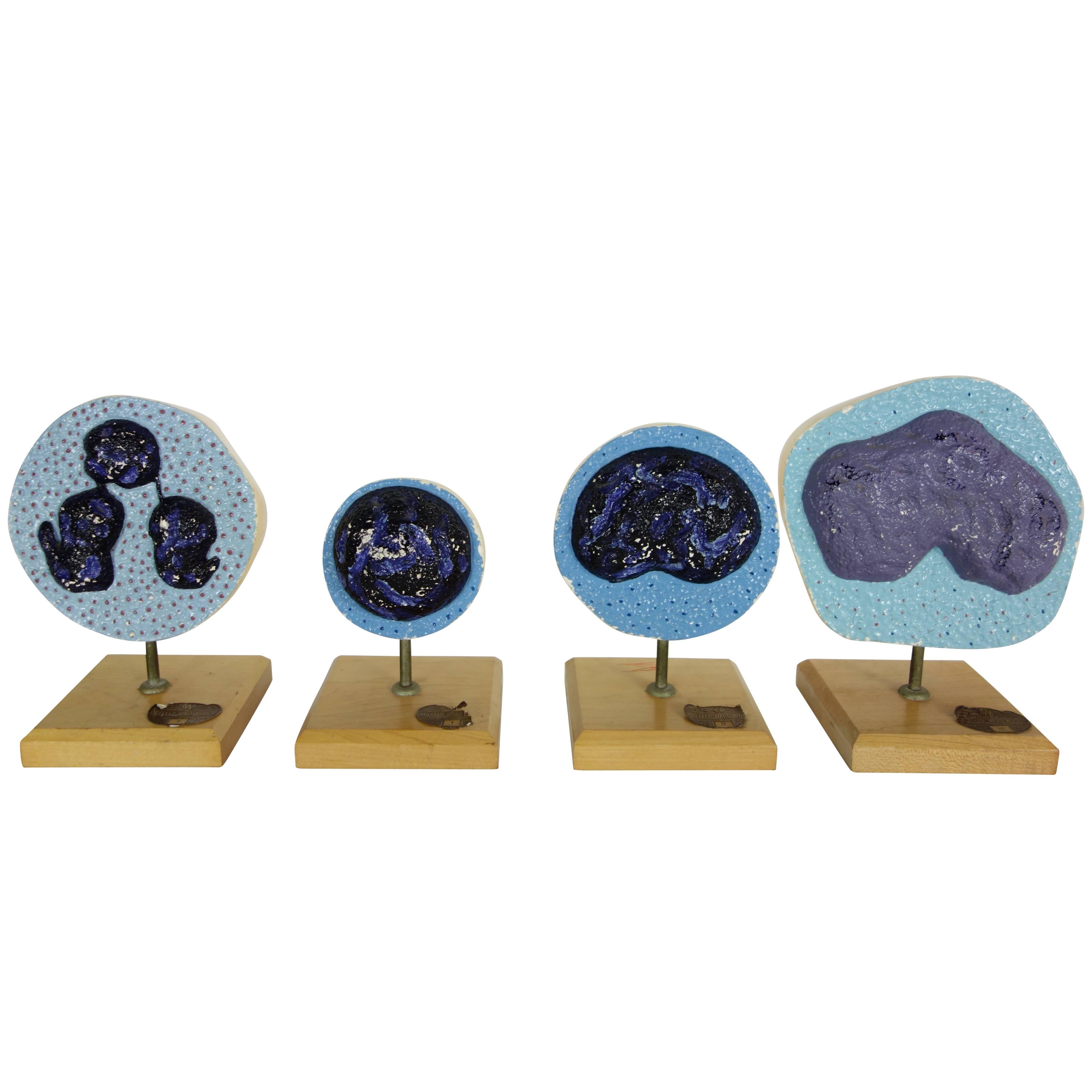 Set of Four Mueller-Ward 3d Cellular Mitosis Biology Models Copyright, 1941