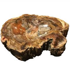 Prehistoric Petrified Wood Slice Dish, Madagascar