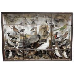 Amazing Large Victorian Taxidermy Group of Birds