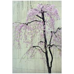 Cherry Blossom, Photograph by Paul Van Riel, Netherlands 2007
