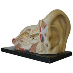 Anatomical Model of the Ear, 1930s
