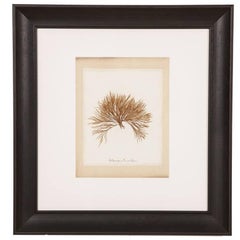 Antique Framed, 19th Century Original Pressed Seaweed